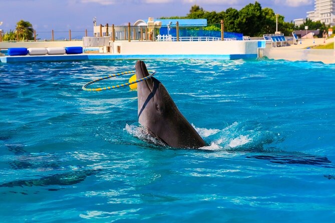 Okinawa HIP-HOP BUS B - 1 Course Tour (Okinawa Churaumi Aquarium) - The guide and audio system matter