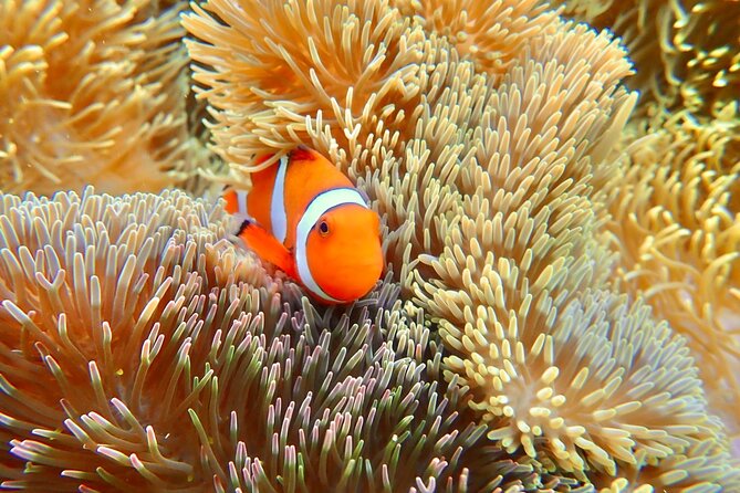 Okinawa Miyako Natural Aquarium! Tropical Snorkeling Tour - Why Miyakojima makes this a strong snorkeling choice