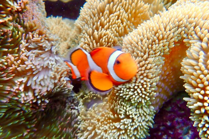 Okinawa Miyako Natural Aquarium! Tropical Snorkeling Tour - Entering the water as a beginner