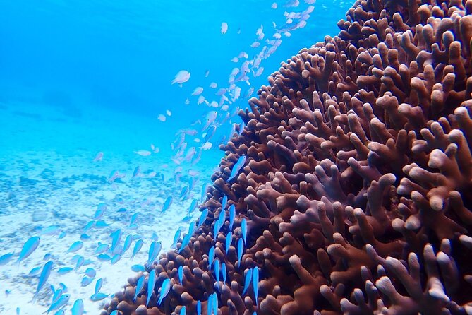 Okinawa Miyako Natural Aquarium! Tropical Snorkeling Tour - Coral, fish, turtles, and the free photo service