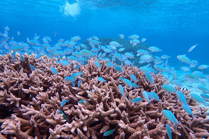 Okinawa Miyako Natural Aquarium! Tropical Snorkeling Tour - Equipment, clothing, and comfort