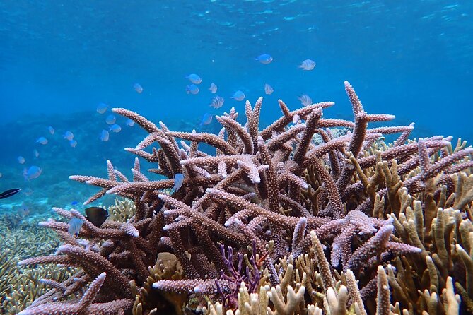Okinawa Miyako Natural Aquarium! Tropical Snorkeling Tour - Meeting at Shigira Beach and getting there