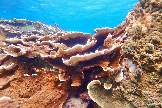 Okinawa Miyako Natural Aquarium! Tropical Snorkeling Tour - English support and the pace of the tour