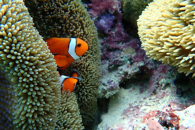 Okinawa Miyako Natural Aquarium! Tropical Snorkeling Tour - Is $45.07 a fair price?