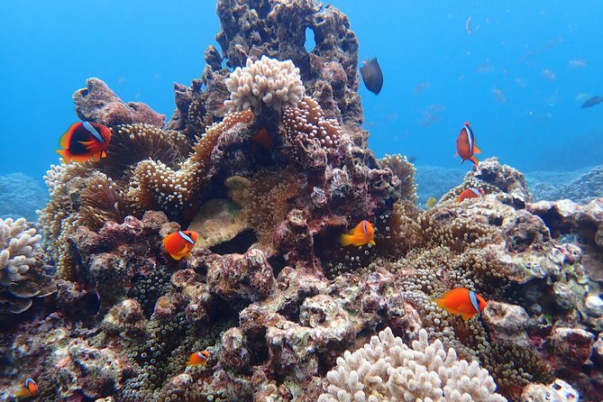 Okinawa Miyako Natural Aquarium! Tropical Snorkeling Tour - What happens during the 90-minute outing