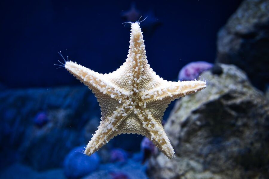 Orlando: Madame Tussauds and SEA LIFE Aquarium Combo Ticket - Key points to know before you go