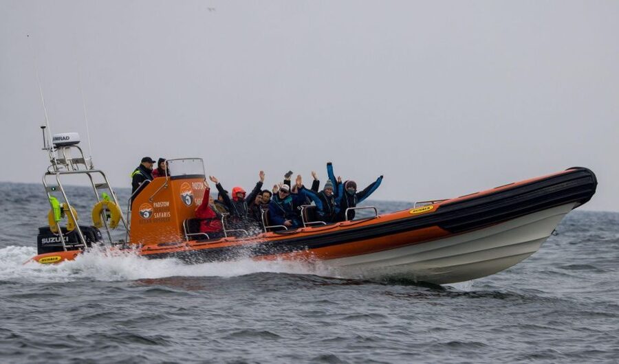 Padstow: Guided RIB Sealife Safari - Key things to know before boarding