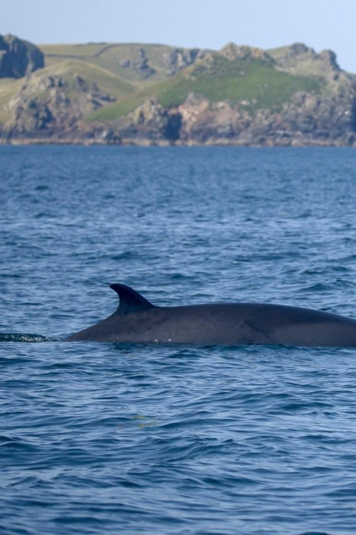 Padstow: Guided RIB Sealife Safari - Wildlife watching, with no zoo promises