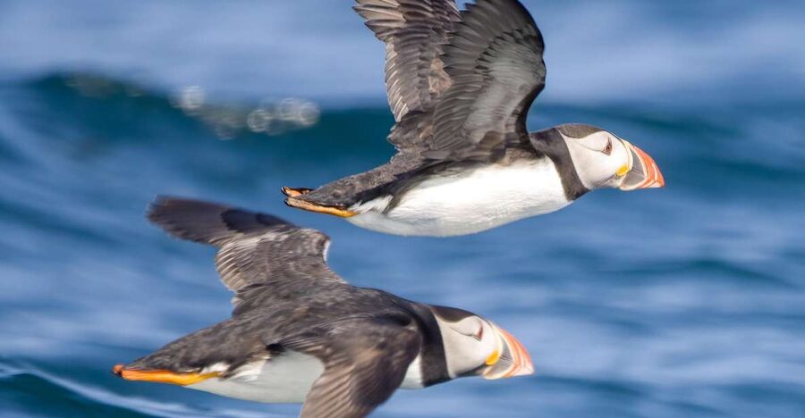 Padstow: Guided RIB Sealife Safari - Is $60 good value?