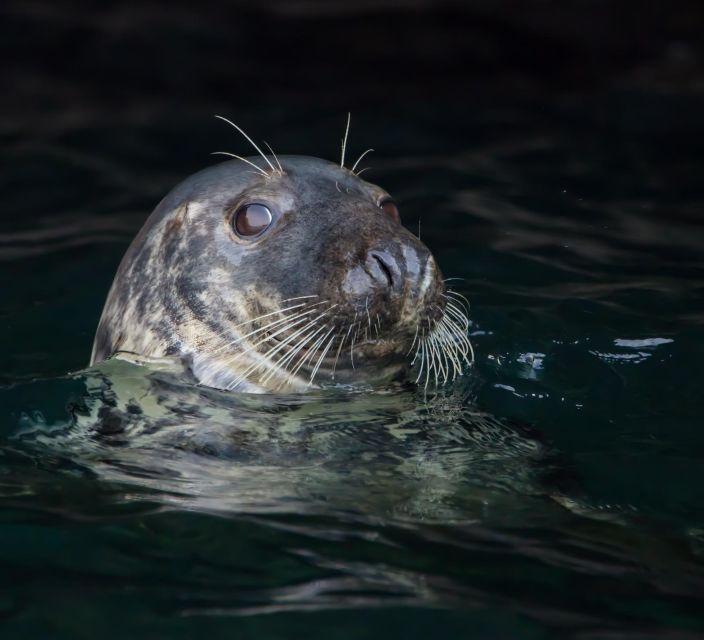 Padstow: Guided RIB Sealife Safari - Should you book the Padstow RIB safari?