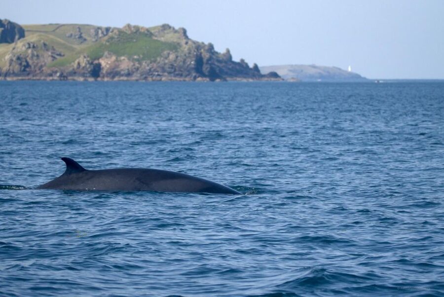 Padstow: Guided RIB Sealife Safari - Twenty-five miles of wild Cornish coast
