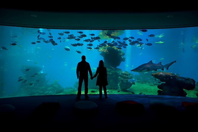 Palma Aquarium with return bus from Port Alcudia - Key points before you book