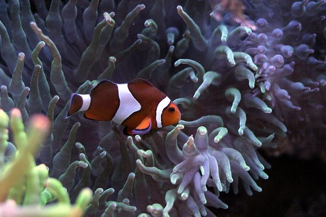 Palma Aquarium with return bus from Port Alcudia - Why the aquarium is the main event
