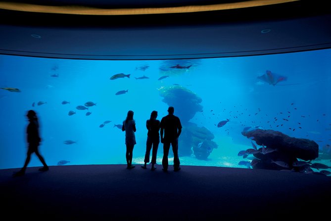 Palma Aquarium with return bus from Port Alcudia - The Big Blue shark tunnel