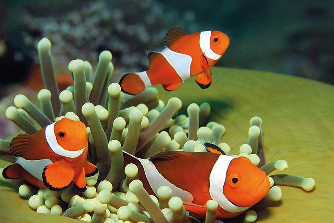 Palma Aquarium with return bus from Port Alcudia - Is $61.51 a fair price?