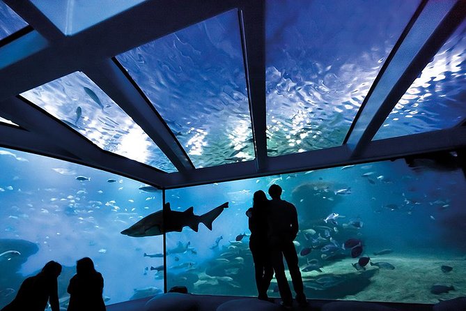 Palma Aquarium with return bus from Port Alcudia - From Port Alcudia to Palma