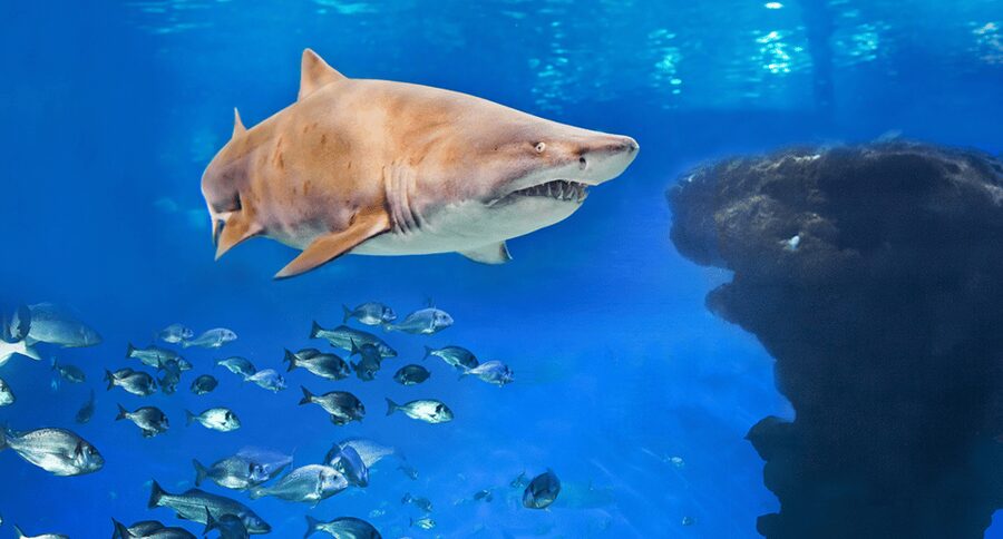 Palma de Mallorca: Shark Dive at Palma Aquarium - Key points before you book