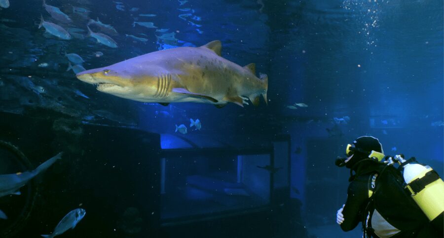 Palma de Mallorca: Shark Dive at Palma Aquarium - What makes the Big Blue special