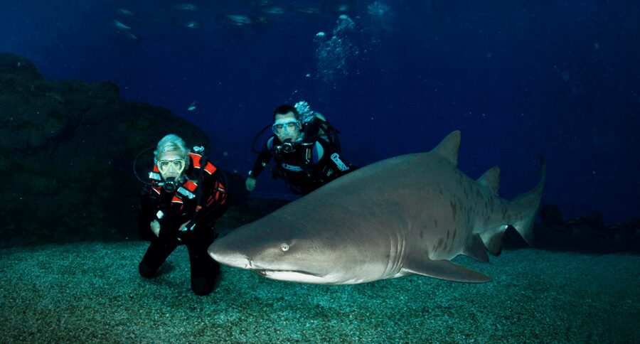 Palma de Mallorca: Shark Dive at Palma Aquarium - 30 minutes among sharks, rays, and fish