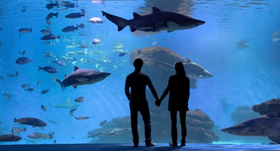 Palma de Mallorca: Shark Dive at Palma Aquarium - Who will enjoy this most?