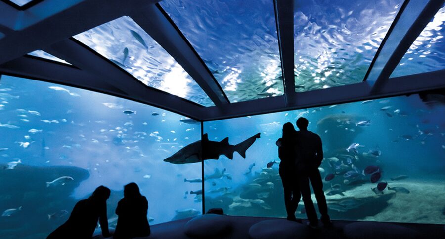 Palma de Mallorca: Shark Dive at Palma Aquarium - My verdict on the shark encounter