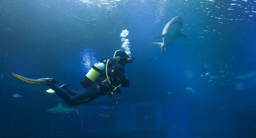 Palma de Mallorca: Shark Dive at Palma Aquarium - The 40-minute briefing sets the tone