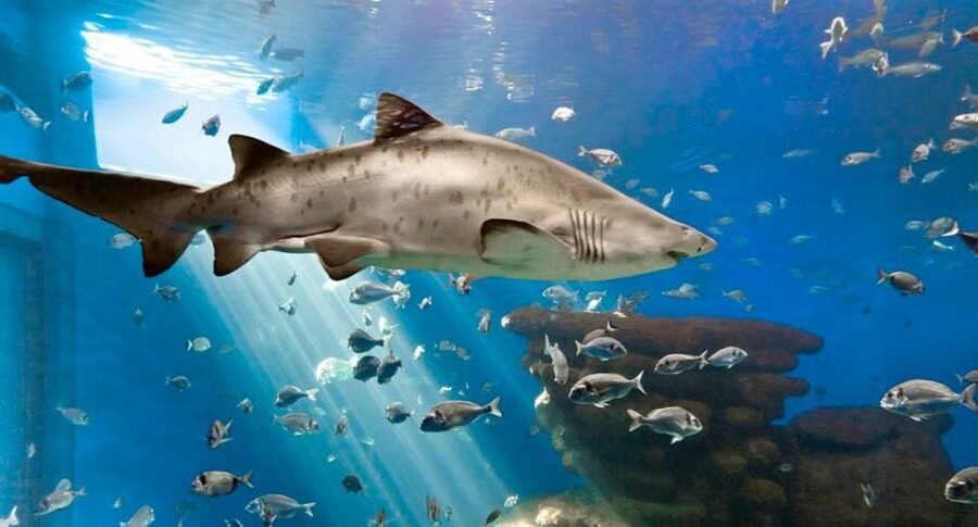 Palma: Palma Aquarium Ticket with Transfer Service - Key things to know before you go