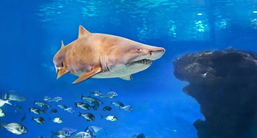 Palma: Palma Aquarium Ticket with Transfer Service - Why Palma Aquarium works as a Mallorca day trip