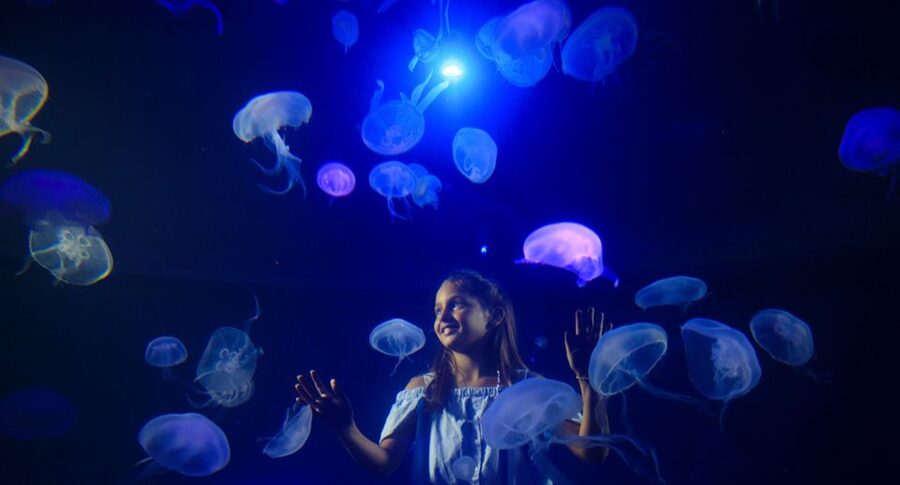 Palma: Palma Aquarium Ticket with Transfer Service - Eight themed areas and a 1-kilometer route