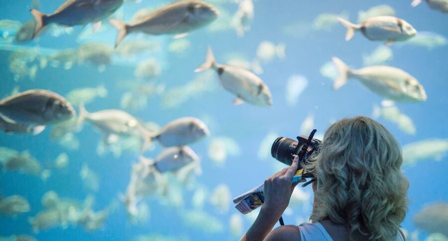 Palma: Palma Aquarium Ticket with Transfer Service - Family activities and the optional 3D cinema
