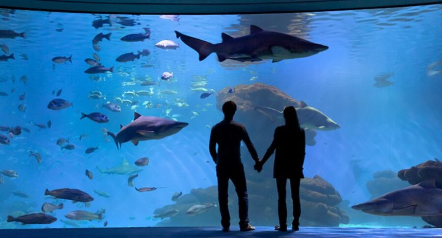 Palma: Palma Aquarium Ticket with Transfer Service - Food and how to pace your visit
