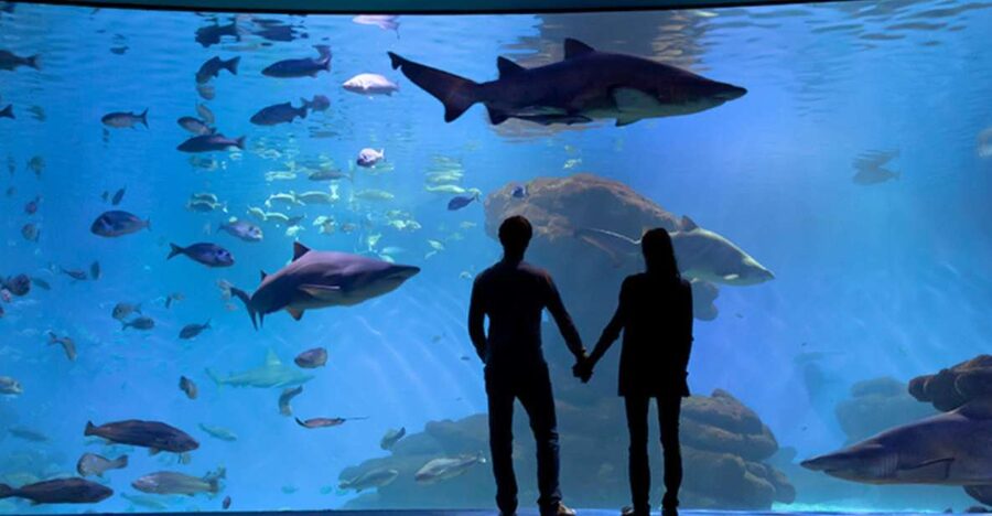 Palma: Palma Aquarium Ticket with Transfer Service - The transfer: useful, but allow the whole day
