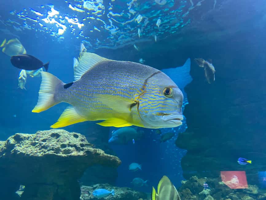 Paris: Aquarium de Paris, A Dive into the Deep Blue Wonder - The Trocadéro setting makes arrival easy
