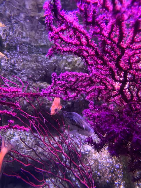Paris: Aquarium de Paris, A Dive into the Deep Blue Wonder - Koi ponds offer a gentler break