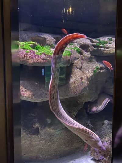 Paris: Aquarium de Paris, A Dive into the Deep Blue Wonder