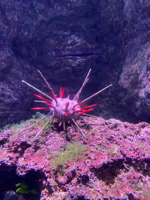 Paris: Aquarium de Paris, A Dive into the Deep Blue Wonder - Shows and feedings help you plan a full visit