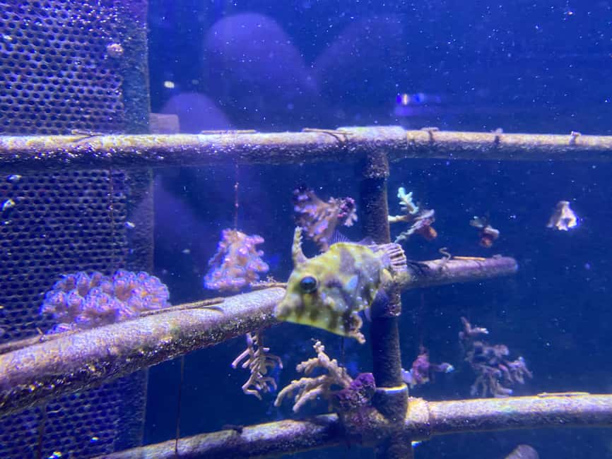 Paris: Aquarium de Paris, A Dive into the Deep Blue Wonder - Saturday night changes the mood