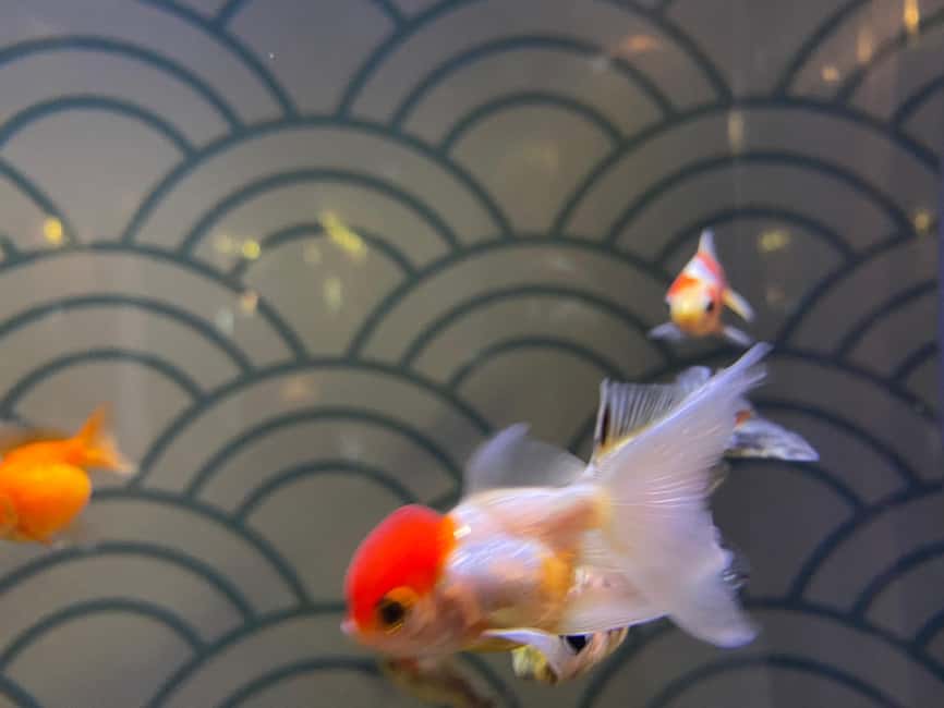 Paris: Aquarium de Paris, A Dive into the Deep Blue Wonder - How much value do you get for $69?