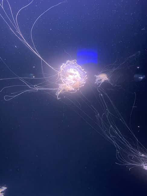 Paris: Aquarium de Paris, A Dive into the Deep Blue Wonder - Who will enjoy this most?