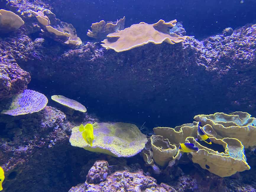 Paris: Aquarium de Paris, A Dive into the Deep Blue Wonder - Should you book Aquarium de Paris?