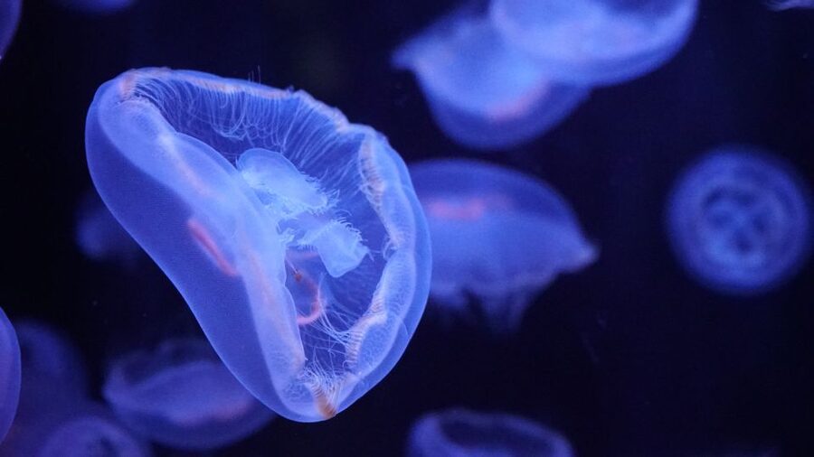 Paris: Aquarium de Paris Entrance Ticket - Is $25 a good value?