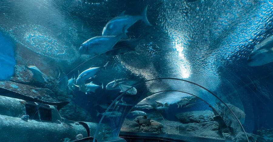 Pattaya: Underwater World Pattaya Aquarium Admission Ticket - Coral Reef Zone: color and movement below the surface