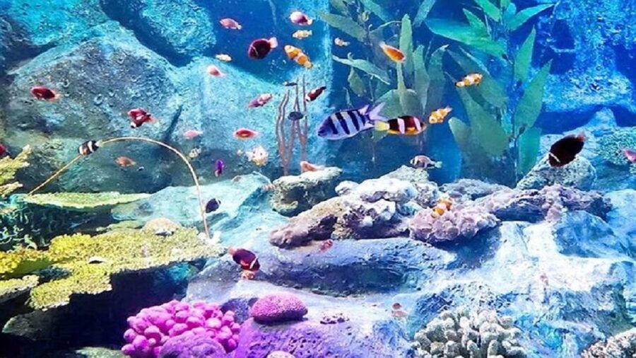 Pattaya: Underwater World Pattaya Aquarium Admission Ticket - Shark and Stingray Zone: the main family thrill