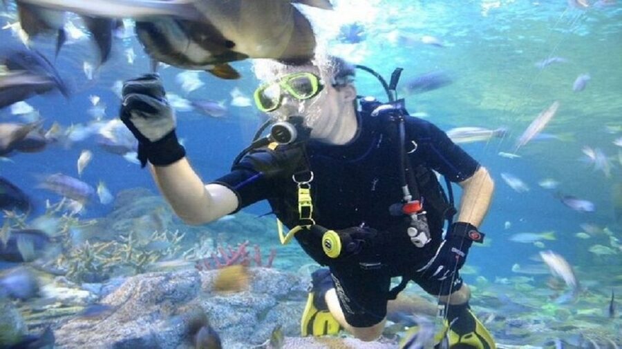 Pattaya: Underwater World Pattaya Aquarium Admission Ticket - Jellyfish Zone: a calmer stop with close viewing
