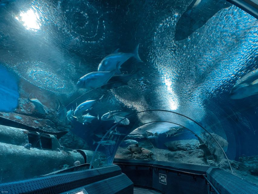 Pattaya: Underwater World Pattaya Aquarium Admission Ticket - Walking through the 105-meter acrylic tunnel