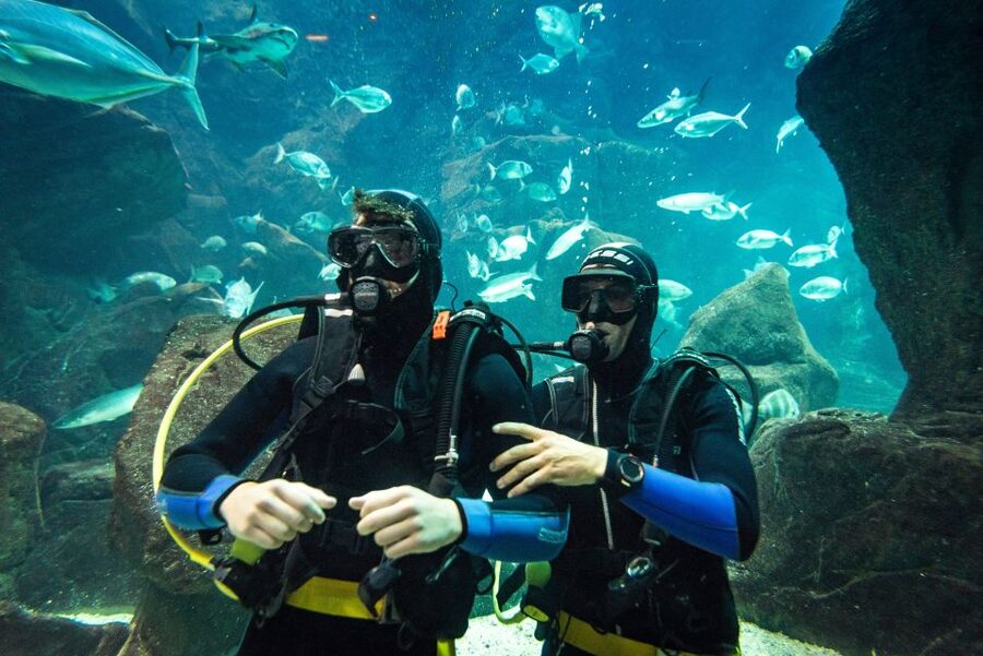 Porto Moniz: Diving with Sharks and Rays in Madeira Aquarium - What makes this Madeira aquarium experience different