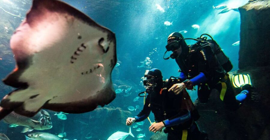 Porto Moniz: Diving with Sharks and Rays in Madeira Aquarium - The aquarium tour comes first