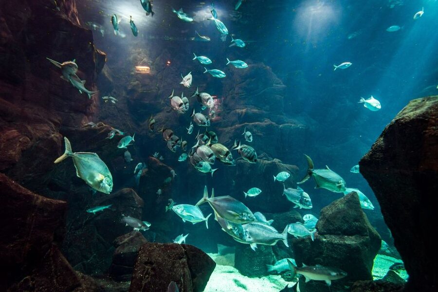 Porto Moniz: Diving with Sharks and Rays in Madeira Aquarium - Starting at Aquário da Madeira in Porto Moniz
