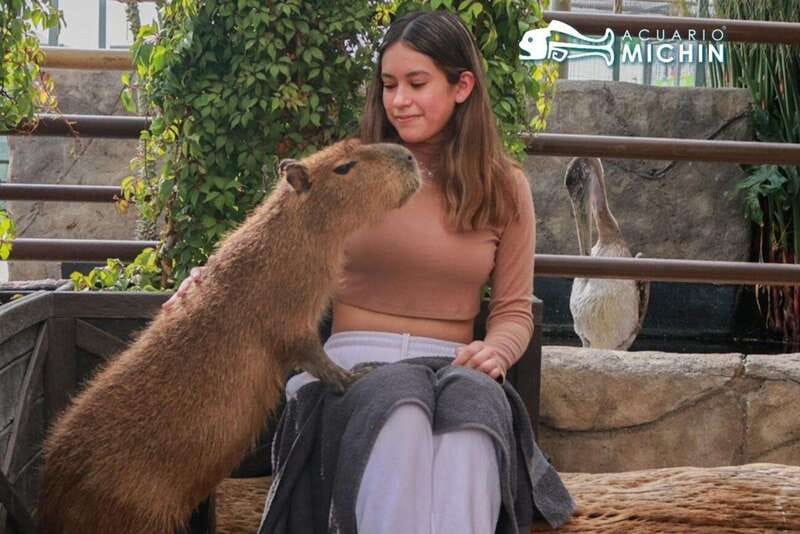 Puebla: Ticket to Aquarium Michin - Outdoor rivers, lakes, and farm-animal feeding