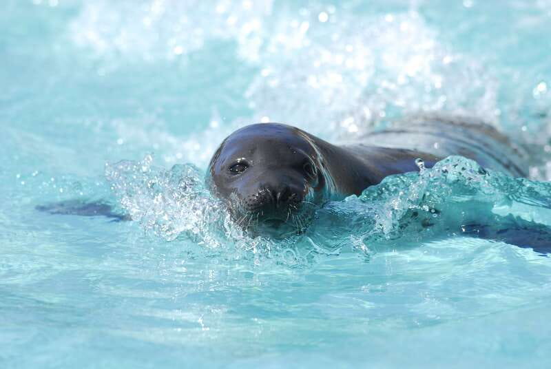 Quebec: Aquarium du Quebec Entry Ticket - Seals, walruses, and animal talks